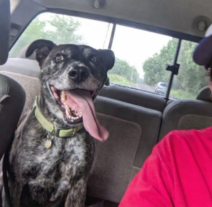 79 Derpy Animals Who Somehow Manage To Be Ridiculous Without Even Trying (New Pics) 79 Derpy Animals Who Somehow Manage To Be Ridiculous Without Even Trying (New Pics)