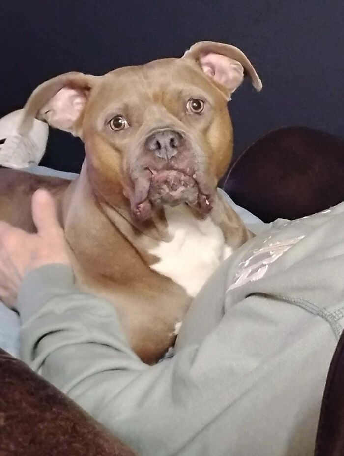 79 Derpy Animals Who Somehow Manage To Be Ridiculous Without Even Trying (New Pics) 79 Derpy Animals Who Somehow Manage To Be Ridiculous Without Even Trying (New Pics)