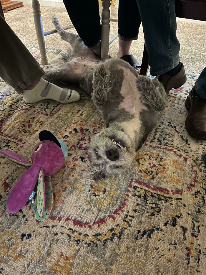 79 Derpy Animals Who Somehow Manage To Be Ridiculous Without Even Trying (New Pics) 79 Derpy Animals Who Somehow Manage To Be Ridiculous Without Even Trying (New Pics)