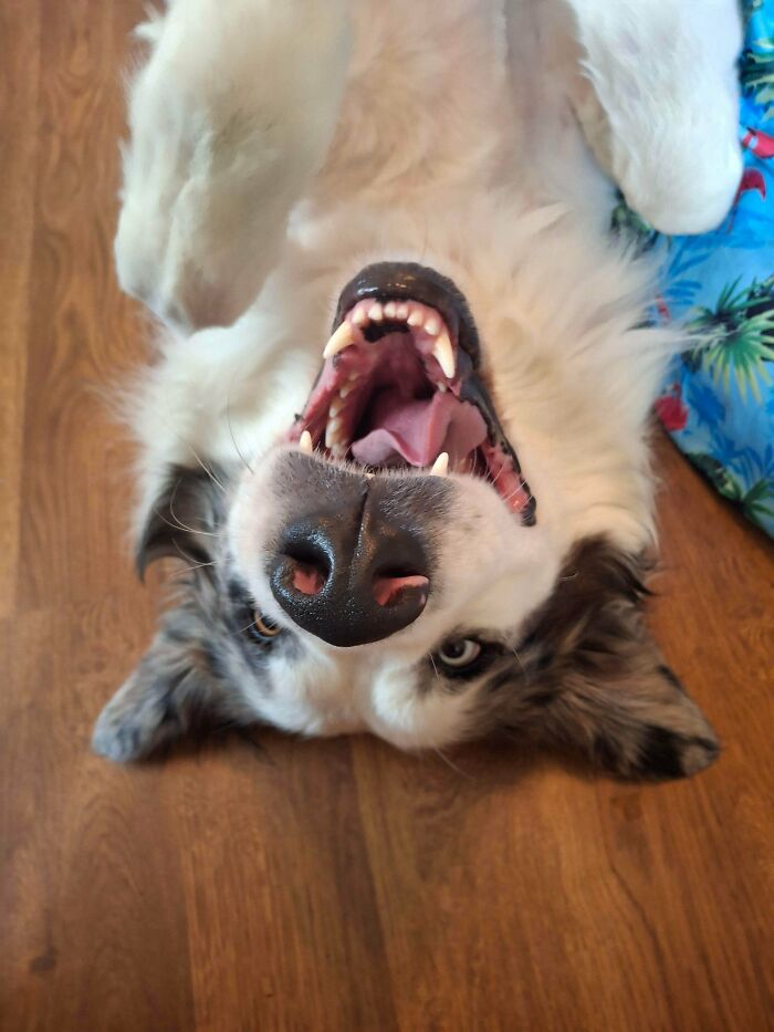 79 Derpy Animals Who Somehow Manage To Be Ridiculous Without Even Trying (New Pics) 79 Derpy Animals Who Somehow Manage To Be Ridiculous Without Even Trying (New Pics)