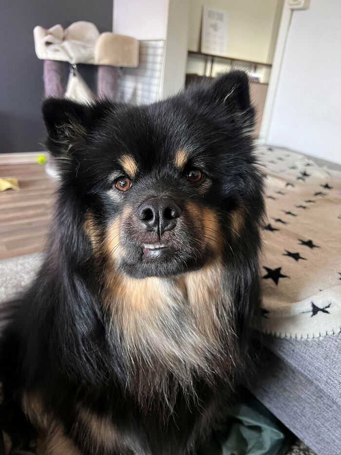 79 Derpy Animals Who Somehow Manage To Be Ridiculous Without Even Trying (New Pics) 79 Derpy Animals Who Somehow Manage To Be Ridiculous Without Even Trying (New Pics)