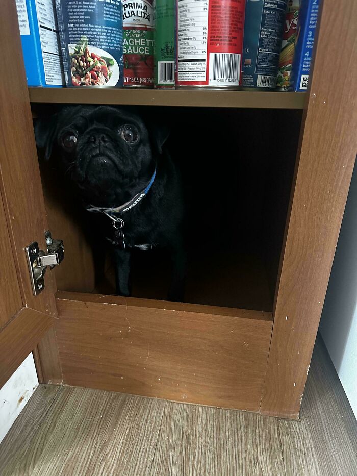 79 Derpy Animals Who Somehow Manage To Be Ridiculous Without Even Trying (New Pics) 79 Derpy Animals Who Somehow Manage To Be Ridiculous Without Even Trying (New Pics)