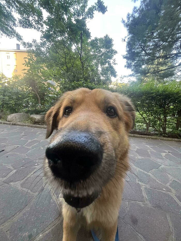 79 Derpy Animals Who Somehow Manage To Be Ridiculous Without Even Trying (New Pics) 79 Derpy Animals Who Somehow Manage To Be Ridiculous Without Even Trying (New Pics)