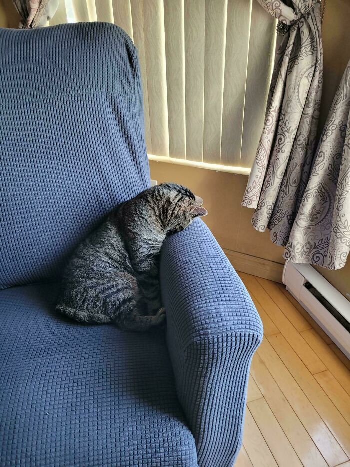 79 Derpy Animals Who Somehow Manage To Be Ridiculous Without Even Trying (New Pics) 79 Derpy Animals Who Somehow Manage To Be Ridiculous Without Even Trying (New Pics)