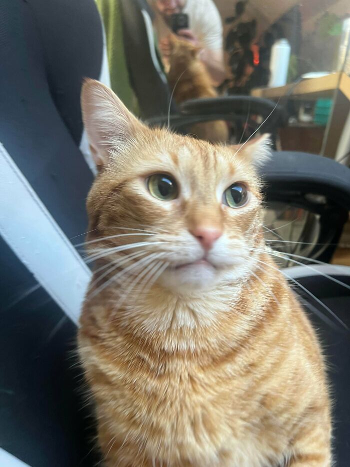 79 Derpy Animals Who Somehow Manage To Be Ridiculous Without Even Trying (New Pics) 79 Derpy Animals Who Somehow Manage To Be Ridiculous Without Even Trying (New Pics)