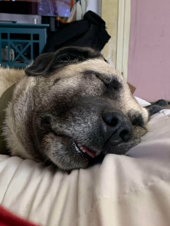 79 Derpy Animals Who Somehow Manage To Be Ridiculous Without Even Trying (New Pics) 79 Derpy Animals Who Somehow Manage To Be Ridiculous Without Even Trying (New Pics)