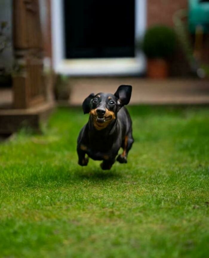 79 Derpy Animals Who Somehow Manage To Be Ridiculous Without Even Trying (New Pics) 79 Derpy Animals Who Somehow Manage To Be Ridiculous Without Even Trying (New Pics)
