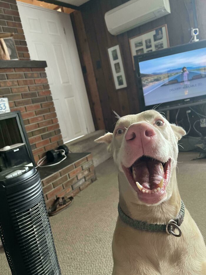 79 Derpy Animals Who Somehow Manage To Be Ridiculous Without Even Trying (New Pics) 79 Derpy Animals Who Somehow Manage To Be Ridiculous Without Even Trying (New Pics)
