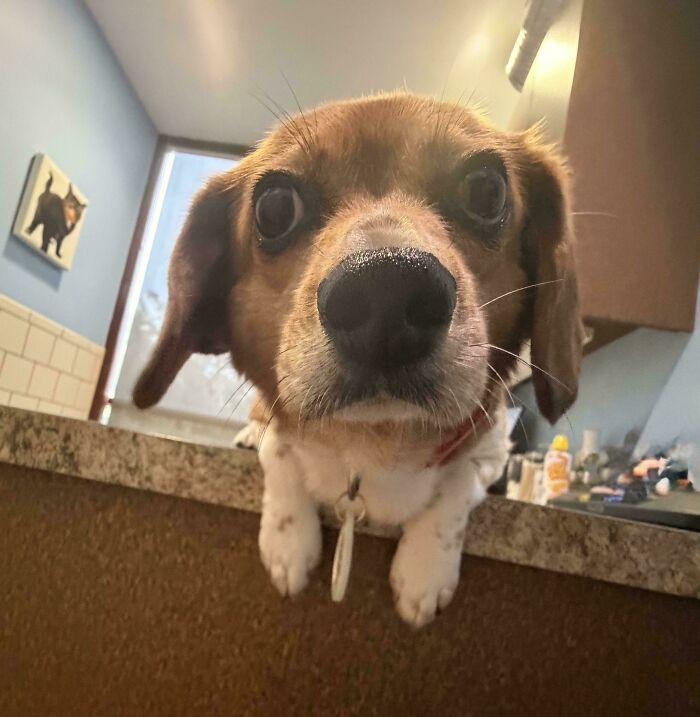 79 Derpy Animals Who Somehow Manage To Be Ridiculous Without Even Trying (New Pics) 79 Derpy Animals Who Somehow Manage To Be Ridiculous Without Even Trying (New Pics)