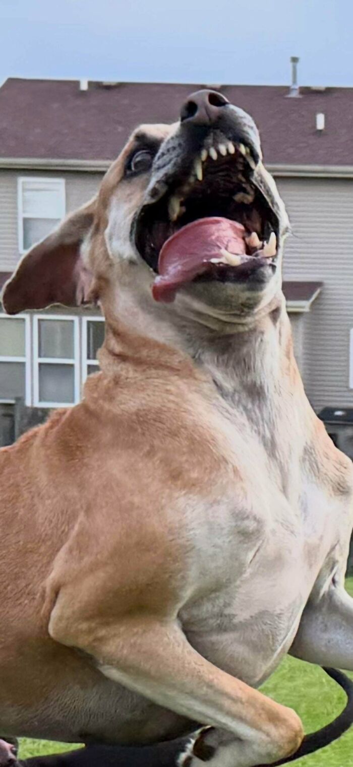 79 Derpy Animals Who Somehow Manage To Be Ridiculous Without Even Trying (New Pics) 79 Derpy Animals Who Somehow Manage To Be Ridiculous Without Even Trying (New Pics)