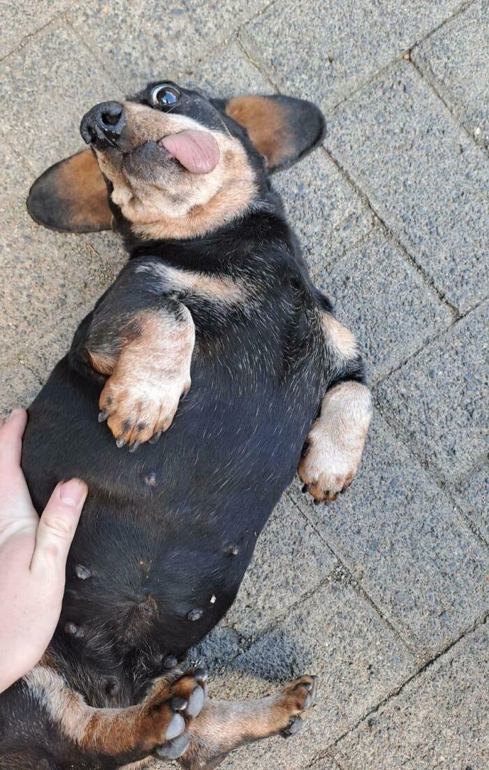 79 Derpy Animals Who Somehow Manage To Be Ridiculous Without Even Trying (New Pics) 79 Derpy Animals Who Somehow Manage To Be Ridiculous Without Even Trying (New Pics)