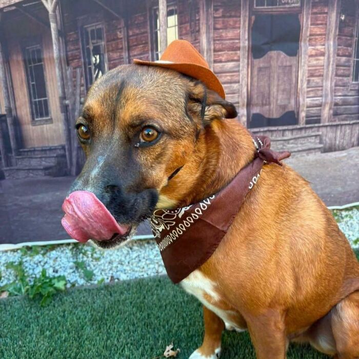 79 Derpy Animals Who Somehow Manage To Be Ridiculous Without Even Trying (New Pics) 79 Derpy Animals Who Somehow Manage To Be Ridiculous Without Even Trying (New Pics)