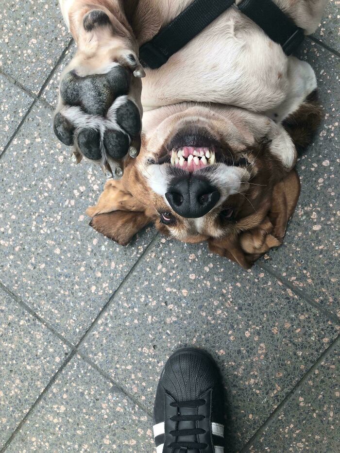 79 Derpy Animals Who Somehow Manage To Be Ridiculous Without Even Trying (New Pics) 79 Derpy Animals Who Somehow Manage To Be Ridiculous Without Even Trying (New Pics)
