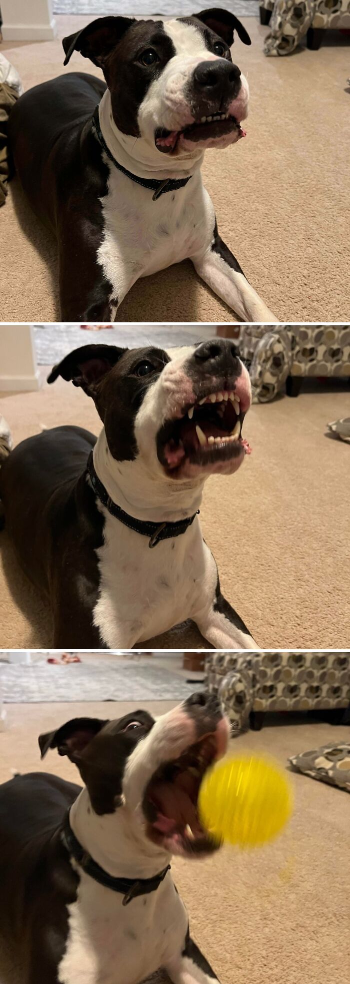 79 Derpy Animals Who Somehow Manage To Be Ridiculous Without Even Trying (New Pics) 79 Derpy Animals Who Somehow Manage To Be Ridiculous Without Even Trying (New Pics)