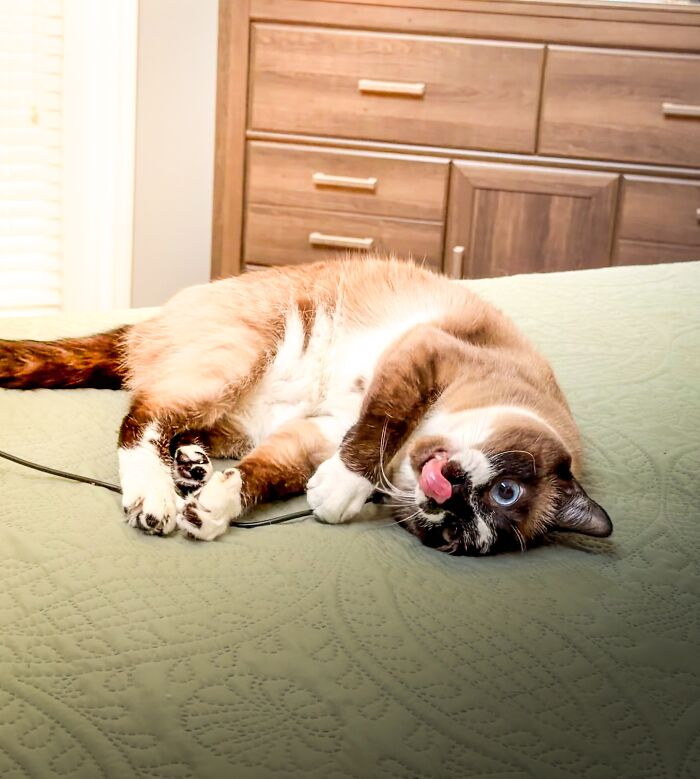 79 Derpy Animals Who Somehow Manage To Be Ridiculous Without Even Trying (New Pics) 79 Derpy Animals Who Somehow Manage To Be Ridiculous Without Even Trying (New Pics)