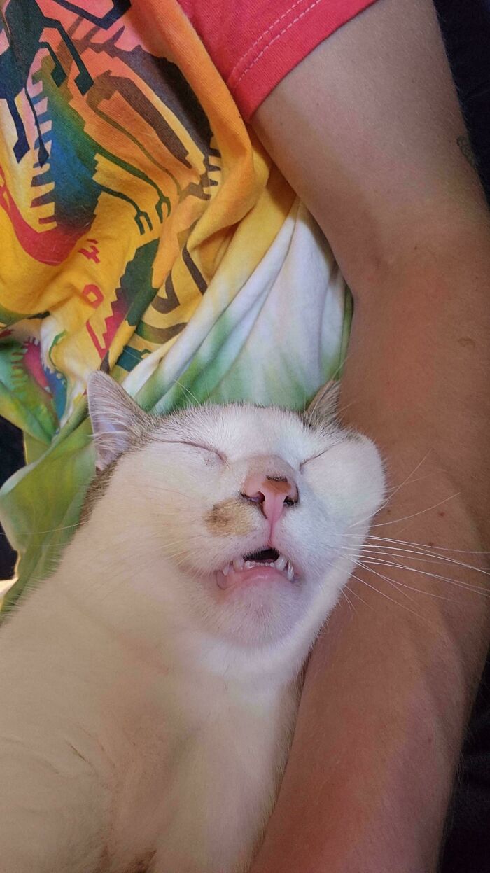 79 Derpy Animals Who Somehow Manage To Be Ridiculous Without Even Trying (New Pics) 79 Derpy Animals Who Somehow Manage To Be Ridiculous Without Even Trying (New Pics)