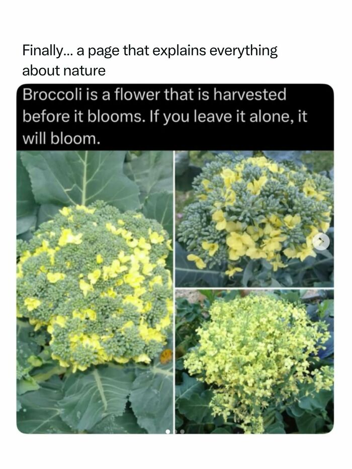 68 Fascinating Photos And Facts That Show Just How Incredible Nature Can Be (New Pics) 68 Fascinating Photos And Facts That Show Just How Incredible Nature Can Be (New Pics)