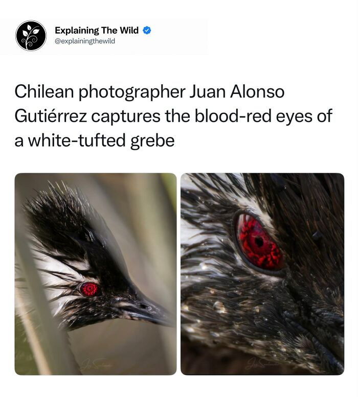 68 Fascinating Photos And Facts That Show Just How Incredible Nature Can Be (New Pics) 68 Fascinating Photos And Facts That Show Just How Incredible Nature Can Be (New Pics)