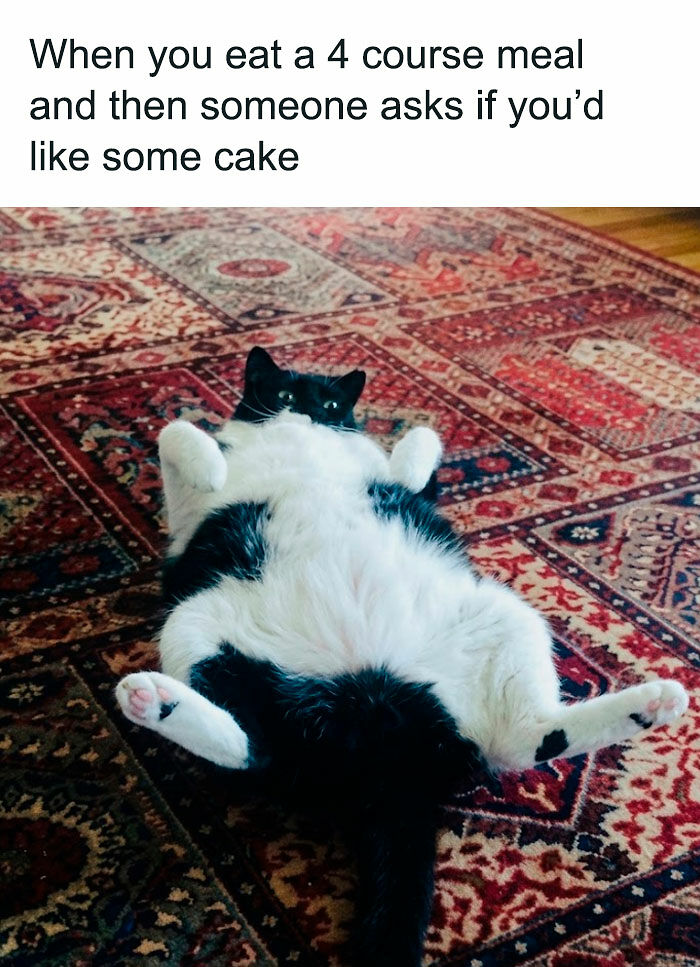 “I Can Relate To The Core”: 78 Animal Memes That Prove The Internet Was Made For This Exact Purpose “I Can Relate To The Core”: 78 Animal Memes That Prove The Internet Was Made For This Exact Purpose