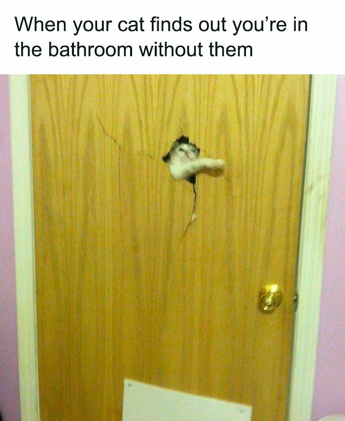 “I Can Relate To The Core”: 78 Animal Memes That Prove The Internet Was Made For This Exact Purpose “I Can Relate To The Core”: 78 Animal Memes That Prove The Internet Was Made For This Exact Purpose