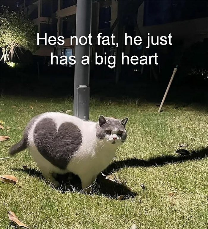 “I Can Relate To The Core”: 78 Animal Memes That Prove The Internet Was Made For This Exact Purpose “I Can Relate To The Core”: 78 Animal Memes That Prove The Internet Was Made For This Exact Purpose