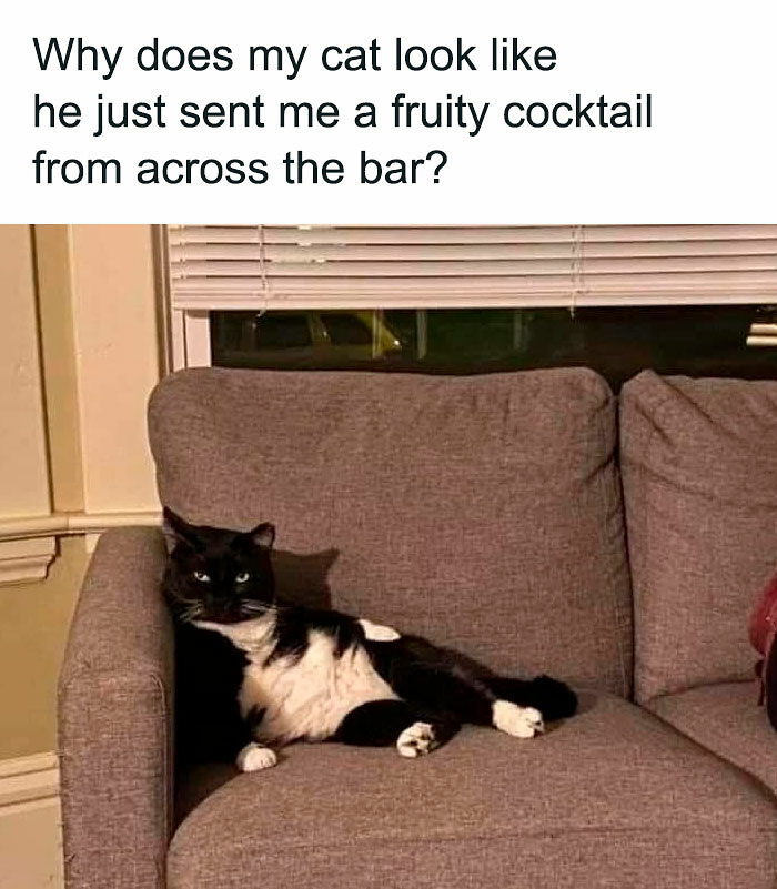 “I Can Relate To The Core”: 78 Animal Memes That Prove The Internet Was Made For This Exact Purpose “I Can Relate To The Core”: 78 Animal Memes That Prove The Internet Was Made For This Exact Purpose