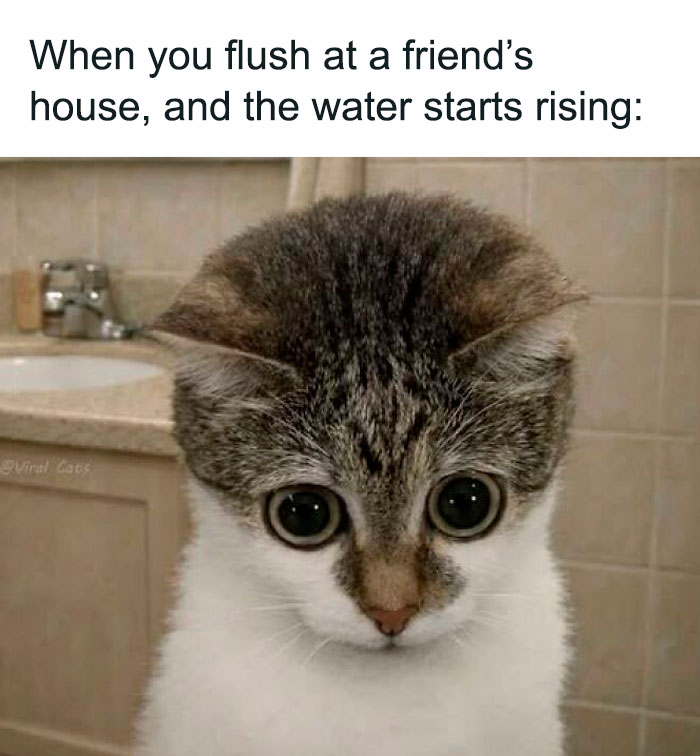 “I Can Relate To The Core”: 78 Animal Memes That Prove The Internet Was Made For This Exact Purpose “I Can Relate To The Core”: 78 Animal Memes That Prove The Internet Was Made For This Exact Purpose