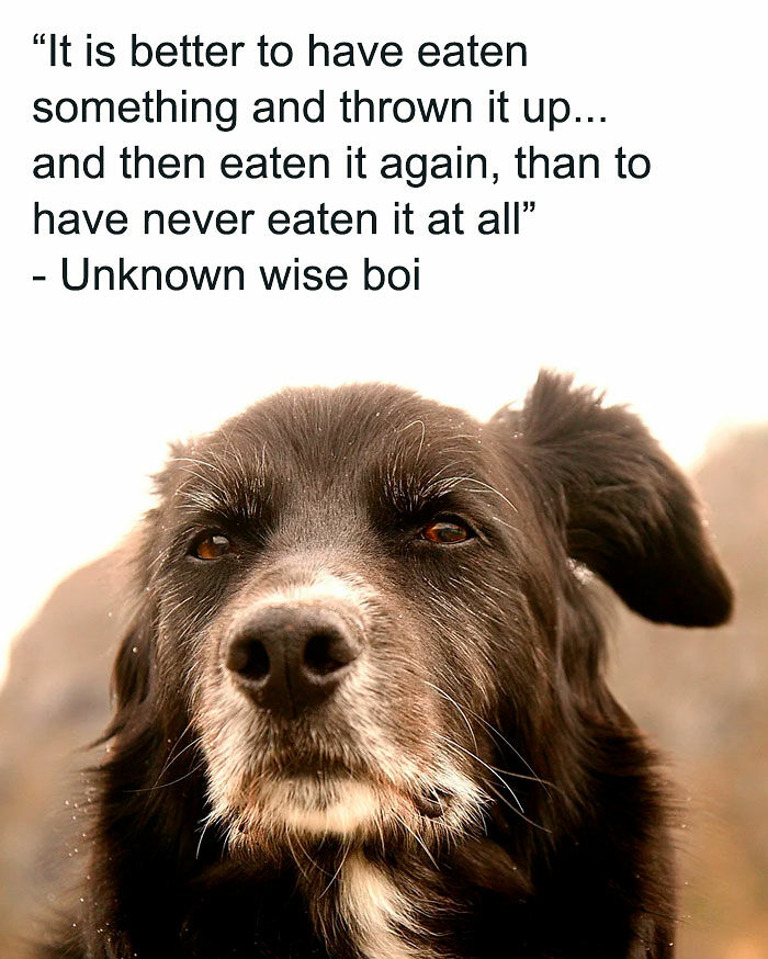 “I Can Relate To The Core”: 78 Animal Memes That Prove The Internet Was Made For This Exact Purpose “I Can Relate To The Core”: 78 Animal Memes That Prove The Internet Was Made For This Exact Purpose