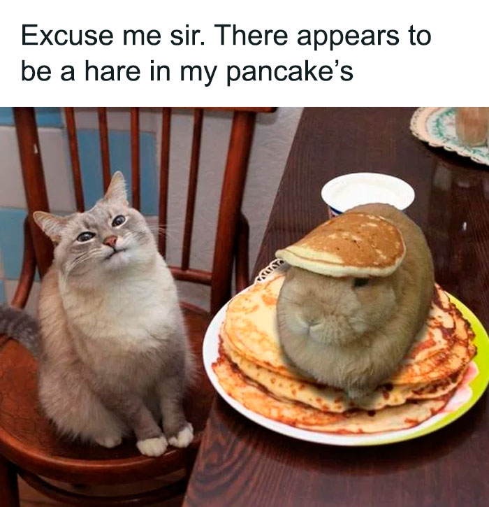 “I Can Relate To The Core”: 78 Animal Memes That Prove The Internet Was Made For This Exact Purpose “I Can Relate To The Core”: 78 Animal Memes That Prove The Internet Was Made For This Exact Purpose