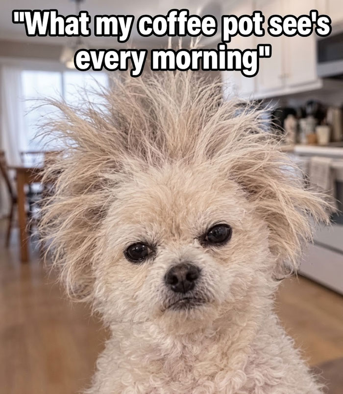 “I Can Relate To The Core”: 78 Animal Memes That Prove The Internet Was Made For This Exact Purpose “I Can Relate To The Core”: 78 Animal Memes That Prove The Internet Was Made For This Exact Purpose
