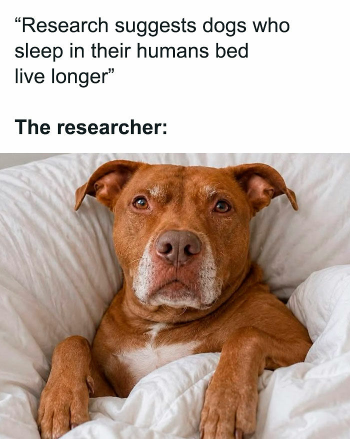 “I Can Relate To The Core”: 78 Animal Memes That Prove The Internet Was Made For This Exact Purpose “I Can Relate To The Core”: 78 Animal Memes That Prove The Internet Was Made For This Exact Purpose