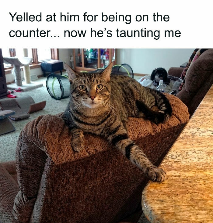 “I Can Relate To The Core”: 78 Animal Memes That Prove The Internet Was Made For This Exact Purpose “I Can Relate To The Core”: 78 Animal Memes That Prove The Internet Was Made For This Exact Purpose