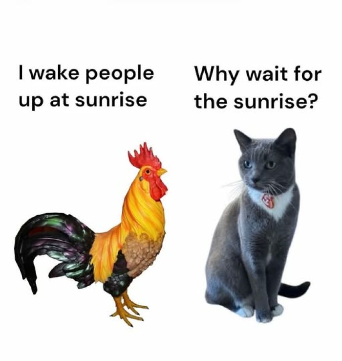 “I Can Relate To The Core”: 78 Animal Memes That Prove The Internet Was Made For This Exact Purpose “I Can Relate To The Core”: 78 Animal Memes That Prove The Internet Was Made For This Exact Purpose