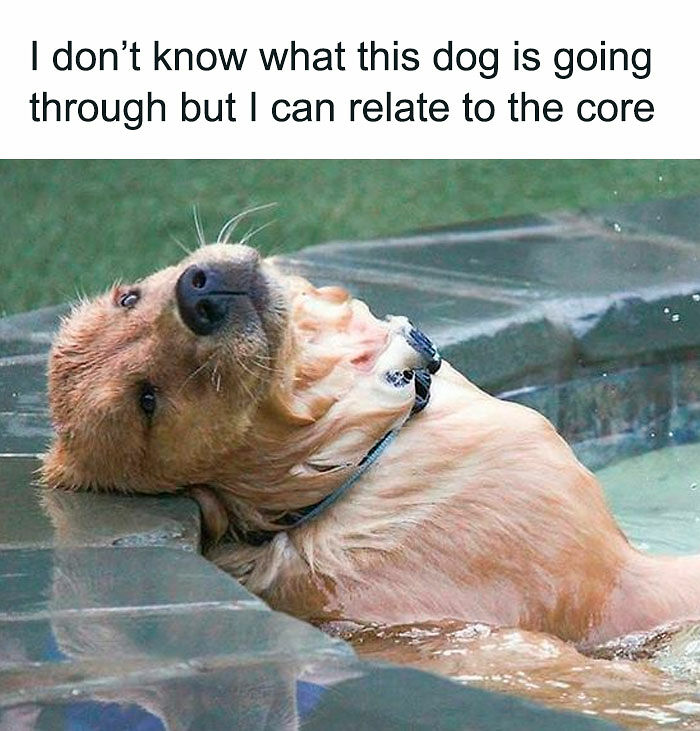 “I Can Relate To The Core”: 78 Animal Memes That Prove The Internet Was Made For This Exact Purpose “I Can Relate To The Core”: 78 Animal Memes That Prove The Internet Was Made For This Exact Purpose