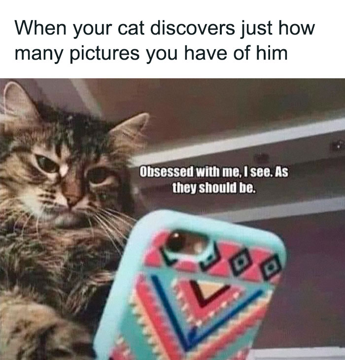 “I Can Relate To The Core”: 78 Animal Memes That Prove The Internet Was Made For This Exact Purpose “I Can Relate To The Core”: 78 Animal Memes That Prove The Internet Was Made For This Exact Purpose