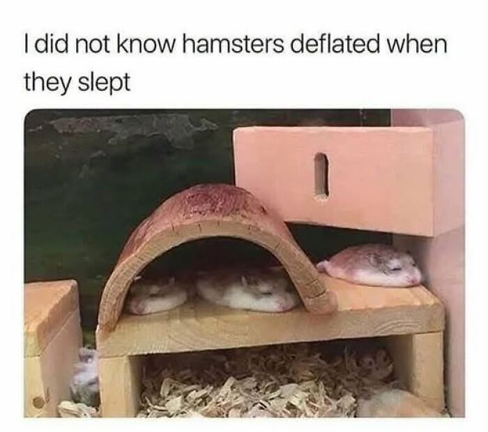 “I Can Relate To The Core”: 78 Animal Memes That Prove The Internet Was Made For This Exact Purpose “I Can Relate To The Core”: 78 Animal Memes That Prove The Internet Was Made For This Exact Purpose