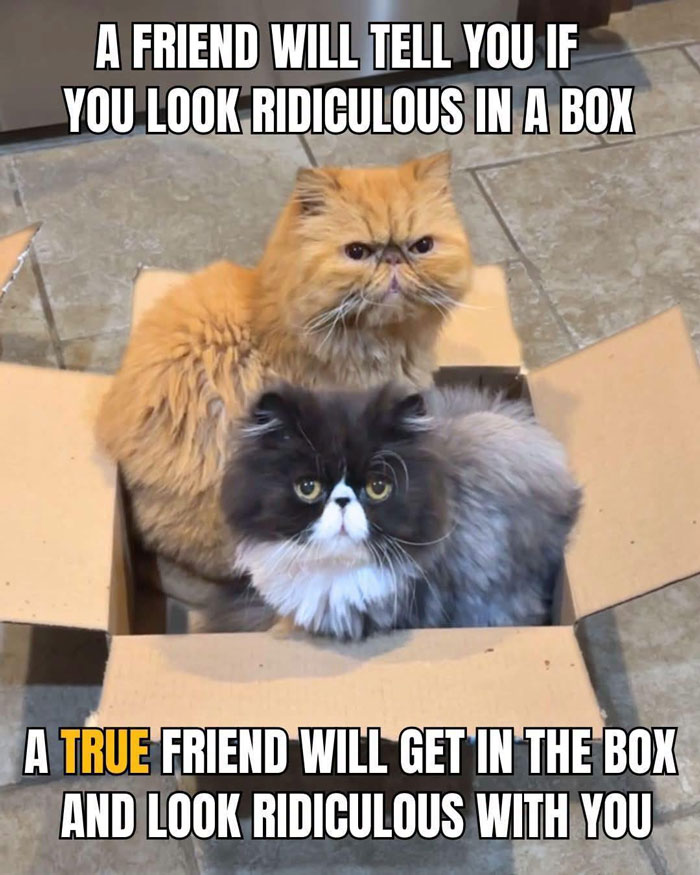 “I Can Relate To The Core”: 78 Animal Memes That Prove The Internet Was Made For This Exact Purpose “I Can Relate To The Core”: 78 Animal Memes That Prove The Internet Was Made For This Exact Purpose