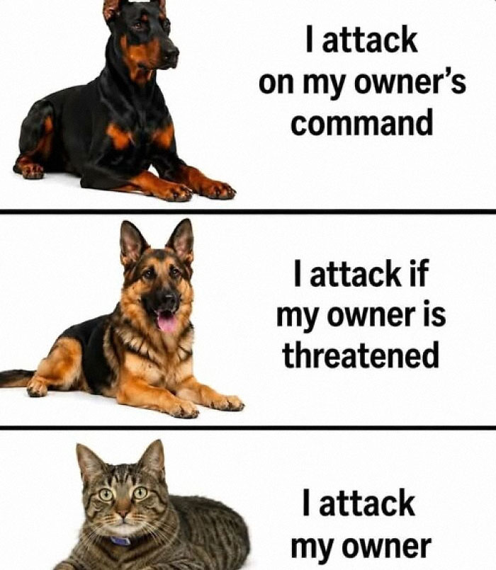“I Can Relate To The Core”: 78 Animal Memes That Prove The Internet Was Made For This Exact Purpose “I Can Relate To The Core”: 78 Animal Memes That Prove The Internet Was Made For This Exact Purpose