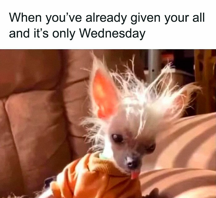 “I Can Relate To The Core”: 78 Animal Memes That Prove The Internet Was Made For This Exact Purpose “I Can Relate To The Core”: 78 Animal Memes That Prove The Internet Was Made For This Exact Purpose