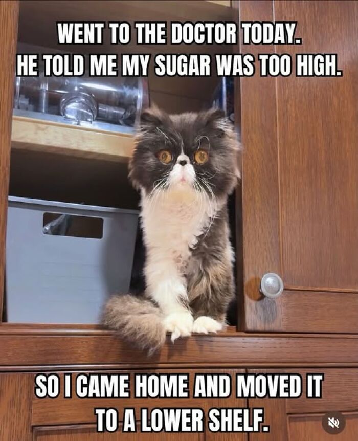 “I Can Relate To The Core”: 78 Animal Memes That Prove The Internet Was Made For This Exact Purpose “I Can Relate To The Core”: 78 Animal Memes That Prove The Internet Was Made For This Exact Purpose