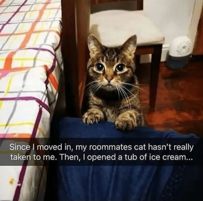 “I Can Relate To The Core”: 78 Animal Memes That Prove The Internet Was Made For This Exact Purpose “I Can Relate To The Core”: 78 Animal Memes That Prove The Internet Was Made For This Exact Purpose