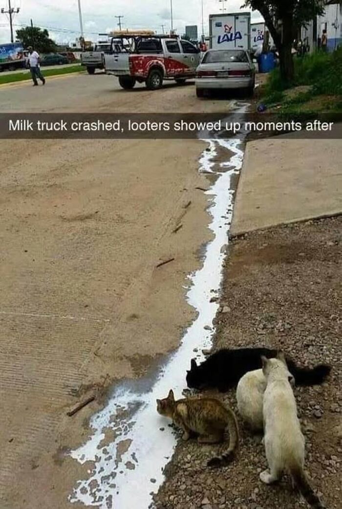 “I Can Relate To The Core”: 78 Animal Memes That Prove The Internet Was Made For This Exact Purpose “I Can Relate To The Core”: 78 Animal Memes That Prove The Internet Was Made For This Exact Purpose