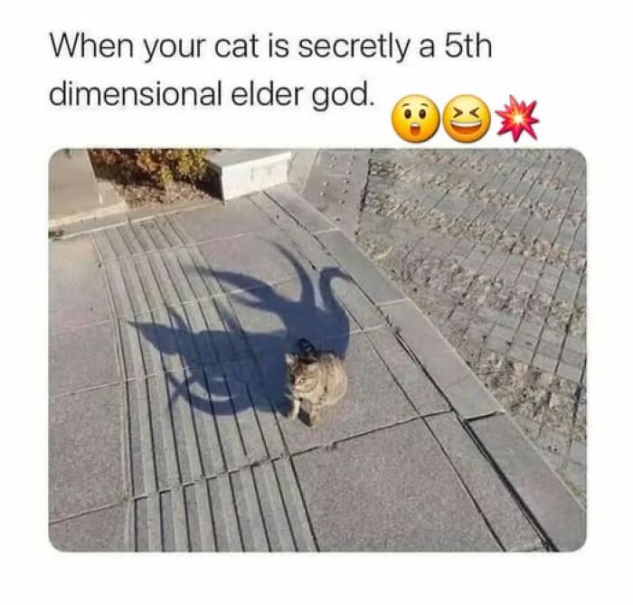 “I Can Relate To The Core”: 78 Animal Memes That Prove The Internet Was Made For This Exact Purpose “I Can Relate To The Core”: 78 Animal Memes That Prove The Internet Was Made For This Exact Purpose