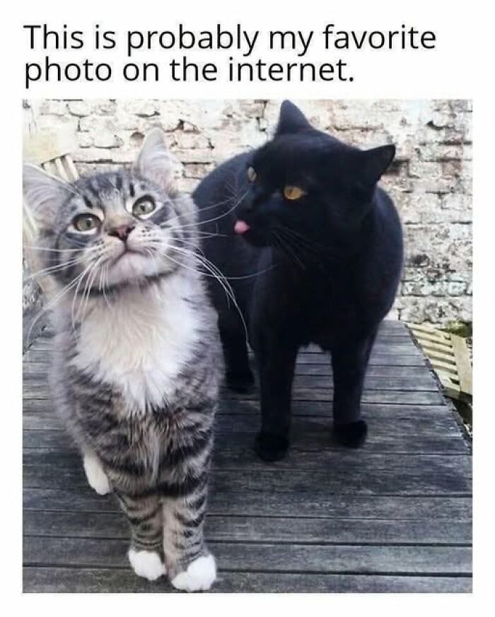 “I Can Relate To The Core”: 78 Animal Memes That Prove The Internet Was Made For This Exact Purpose “I Can Relate To The Core”: 78 Animal Memes That Prove The Internet Was Made For This Exact Purpose