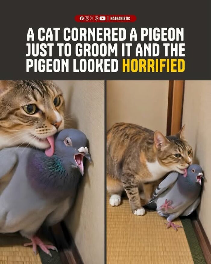 “I Can Relate To The Core”: 78 Animal Memes That Prove The Internet Was Made For This Exact Purpose “I Can Relate To The Core”: 78 Animal Memes That Prove The Internet Was Made For This Exact Purpose