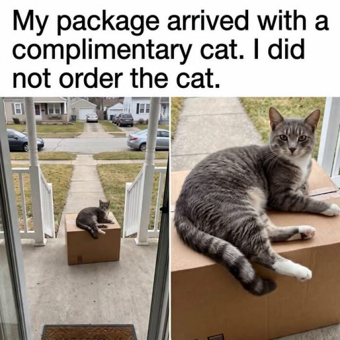 “I Can Relate To The Core”: 78 Animal Memes That Prove The Internet Was Made For This Exact Purpose “I Can Relate To The Core”: 78 Animal Memes That Prove The Internet Was Made For This Exact Purpose