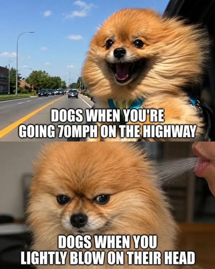 “I Can Relate To The Core”: 78 Animal Memes That Prove The Internet Was Made For This Exact Purpose “I Can Relate To The Core”: 78 Animal Memes That Prove The Internet Was Made For This Exact Purpose