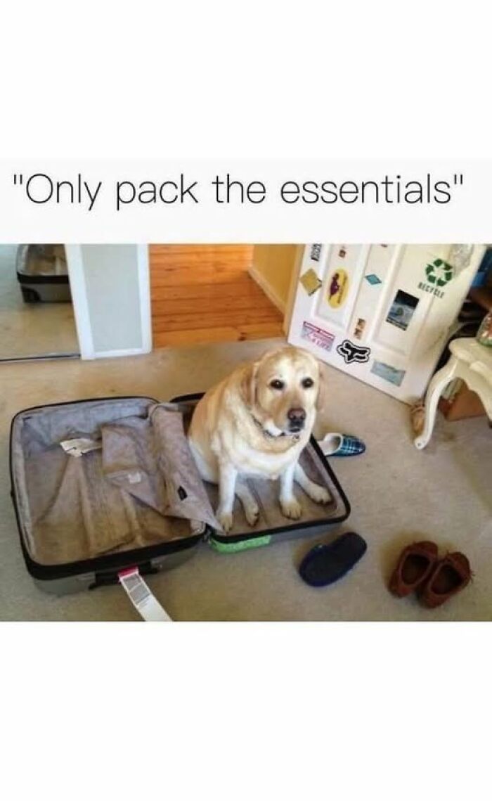 “I Can Relate To The Core”: 78 Animal Memes That Prove The Internet Was Made For This Exact Purpose “I Can Relate To The Core”: 78 Animal Memes That Prove The Internet Was Made For This Exact Purpose