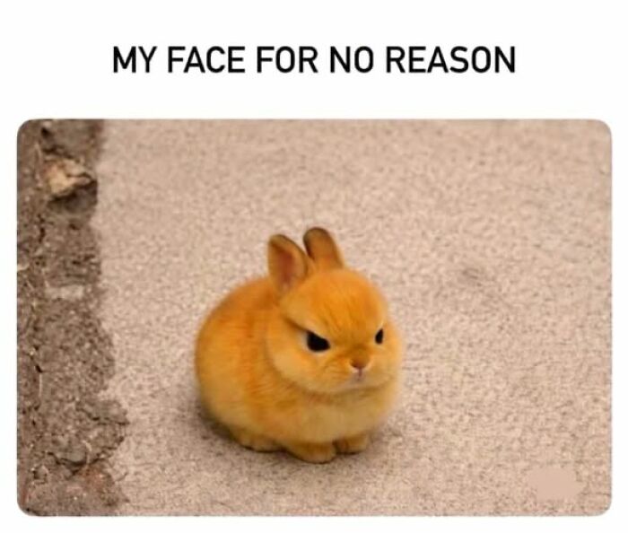 “I Can Relate To The Core”: 78 Animal Memes That Prove The Internet Was Made For This Exact Purpose “I Can Relate To The Core”: 78 Animal Memes That Prove The Internet Was Made For This Exact Purpose