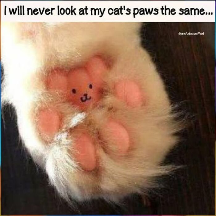 “I Can Relate To The Core”: 78 Animal Memes That Prove The Internet Was Made For This Exact Purpose “I Can Relate To The Core”: 78 Animal Memes That Prove The Internet Was Made For This Exact Purpose